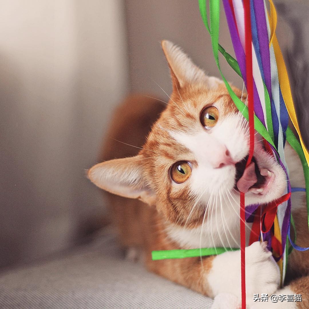 如何让猫咪与猫咪之间好好相处,陪猫咪玩注意事项