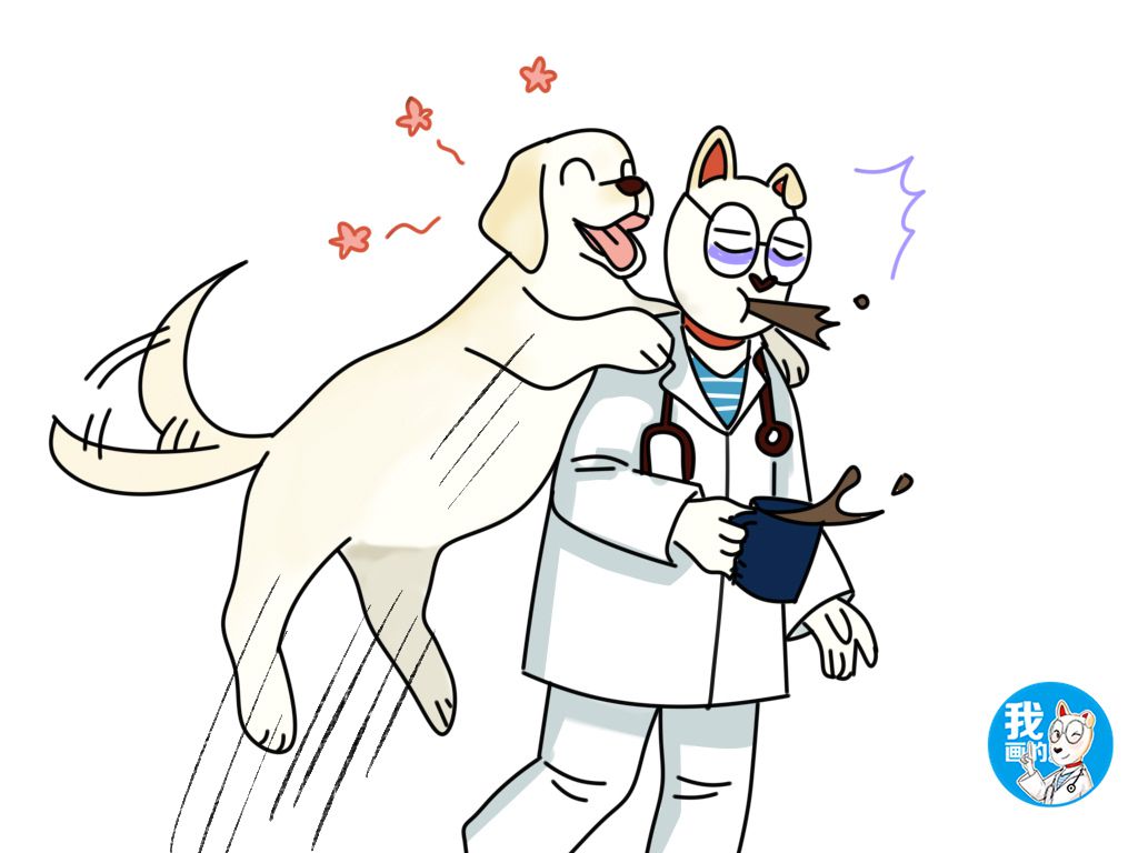 金毛和拉布拉多哪个更容易养活,金毛和拉布拉多哪个适合新手养