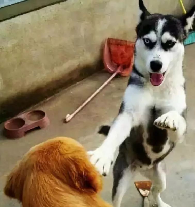 有些狗子玩着玩着就打架了,有些狗子表面上人畜无害吵起架来