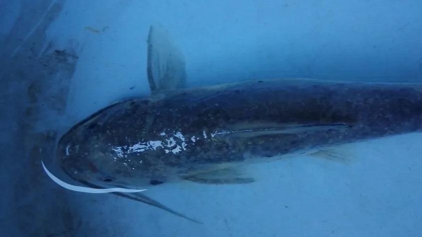 一线渔医良心分享！这份《江高区域全年病害防控指南》请收好