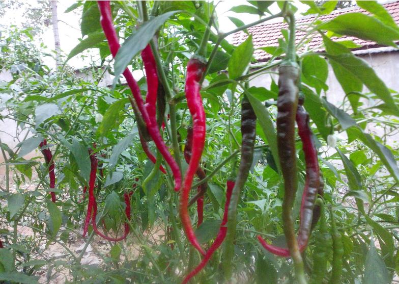 向往田园生活和体验往往有差距,向往田园生活却又逃避田园生活