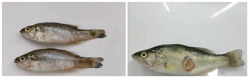 加州鲈鱼虹彩病毒症状及治疗方法