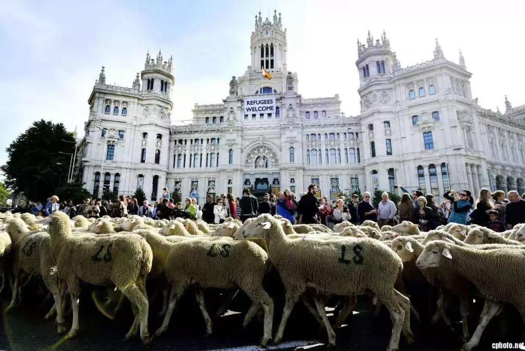 全球排名前十大羊奶粉品牌,大品牌前十的羊奶粉有哪些