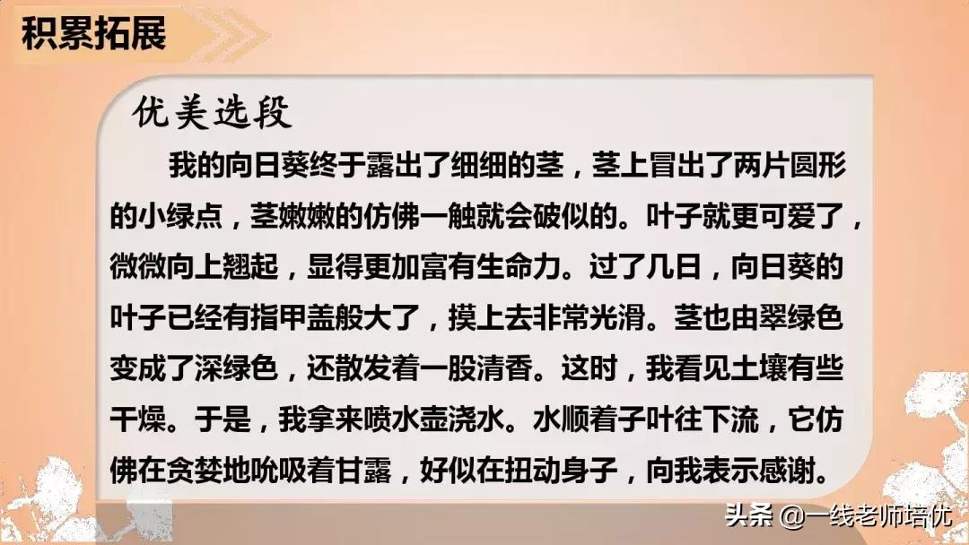 三年级语文金色的草地展现了什么,语文三年级上金色的草地课文讲解