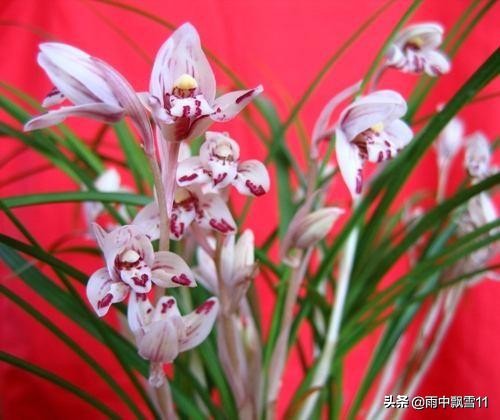 兰叶焦尖发黑是什么原因,兰花叶子焦尖是生病还是缺水判断