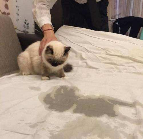 猫咪在电饭煲上拉臭臭，差点把铲屎官气晕在厕所