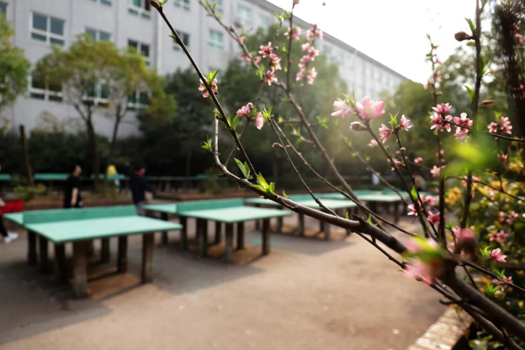 迎接校园里的百花齐放,教室窗外百花齐放