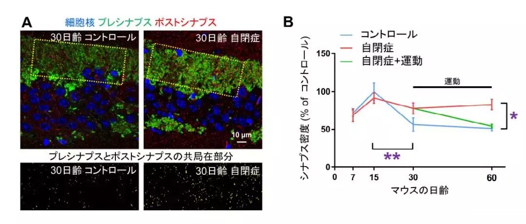 大量的运动可以改善自闭症吗,日本自闭症康复技术