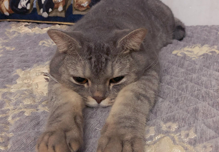 15岁猫咪慢性肾病治疗,猫咪肾病