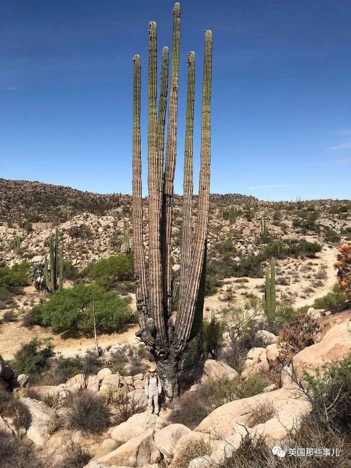 蓝鲸实拍有多大,蓝鲸到底有多大参照物