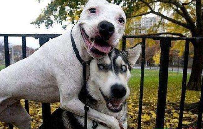 直男必备的聊天话术软件大全,社交软件陌生男孩聊天开场白