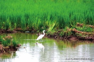 河南日报特刊,壮丽70年奋斗新时代河南