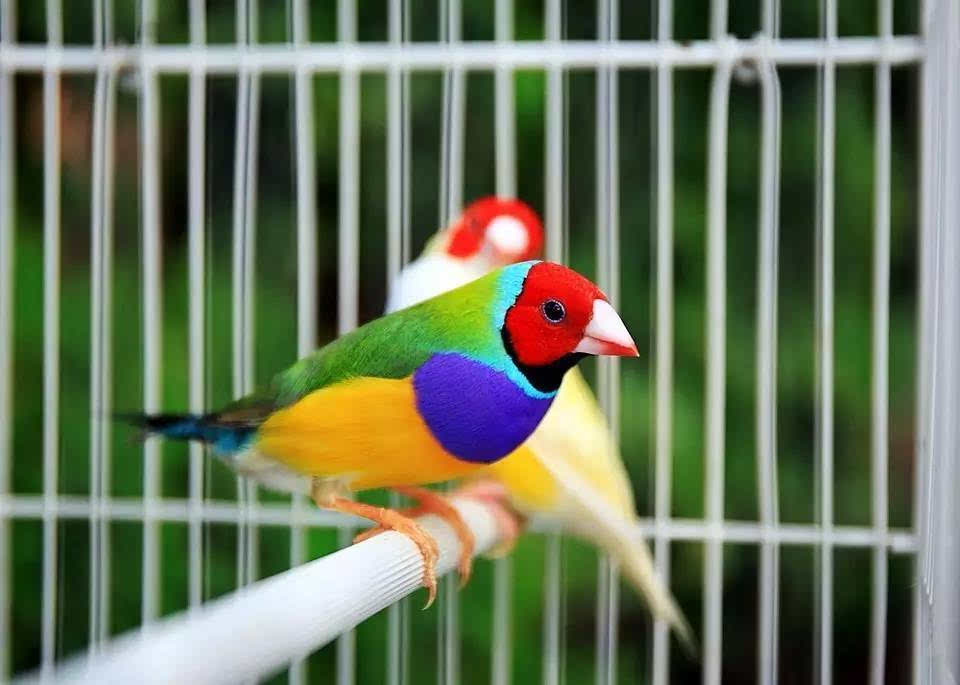 想养鸟怎么省钱,想养鸟是什么性格