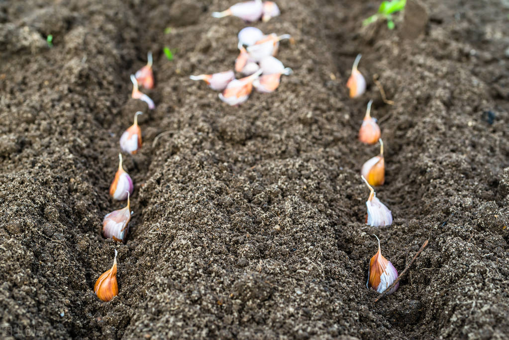 今年秋季庄稼雨水咋样,今年雨水多小麦播种还需要镇压吗