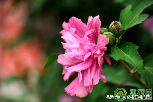 木菊花怎么繁殖,木菊花应该怎么养护好