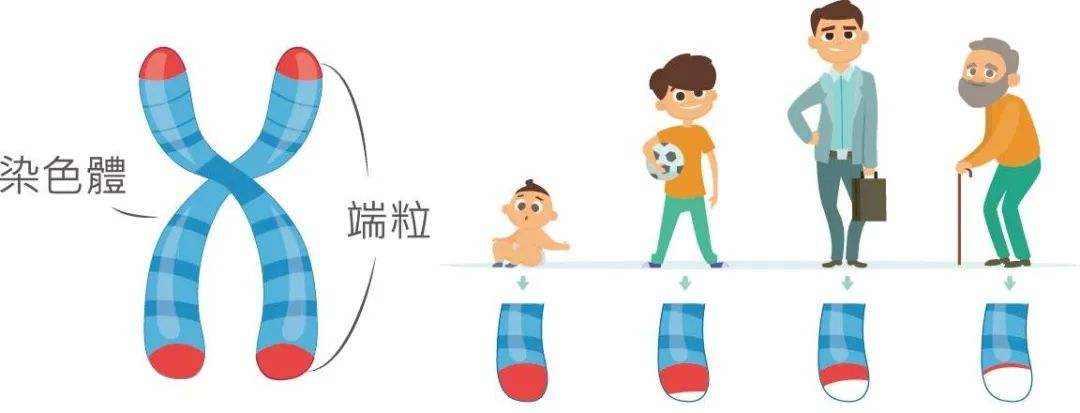 百岁兰为什么只长两片叶子,千岁兰叶片不断分裂和分化出什么