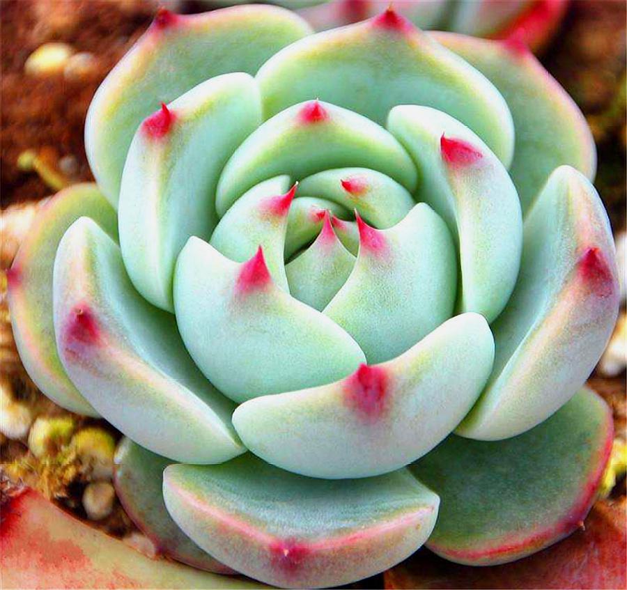 多肉吉娃娃摊大饼是怎么回事,多肉吉娃莲