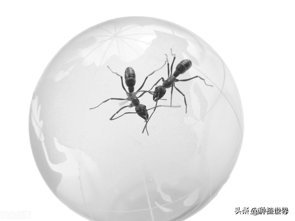 现在在农村创业养殖什么好见效,回家创业搞什么养殖最好又赚钱