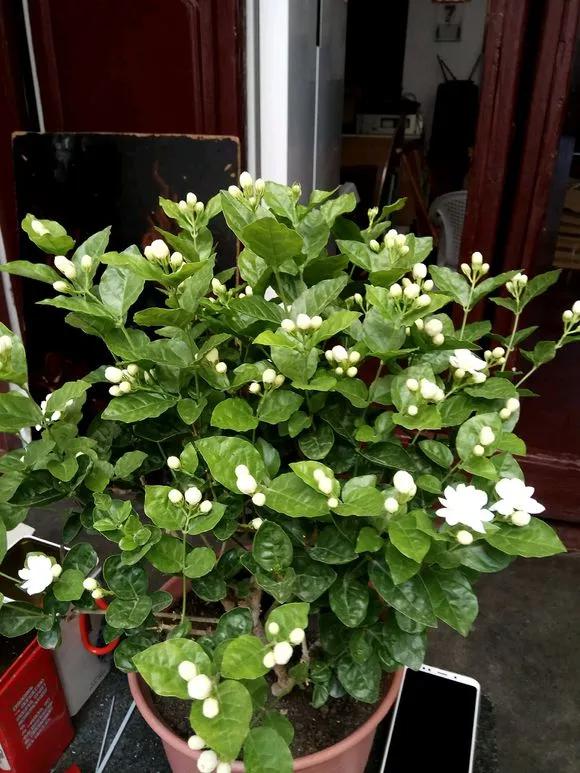 盆栽黄叶烂根什么原因,黄叶烂根怎么补救