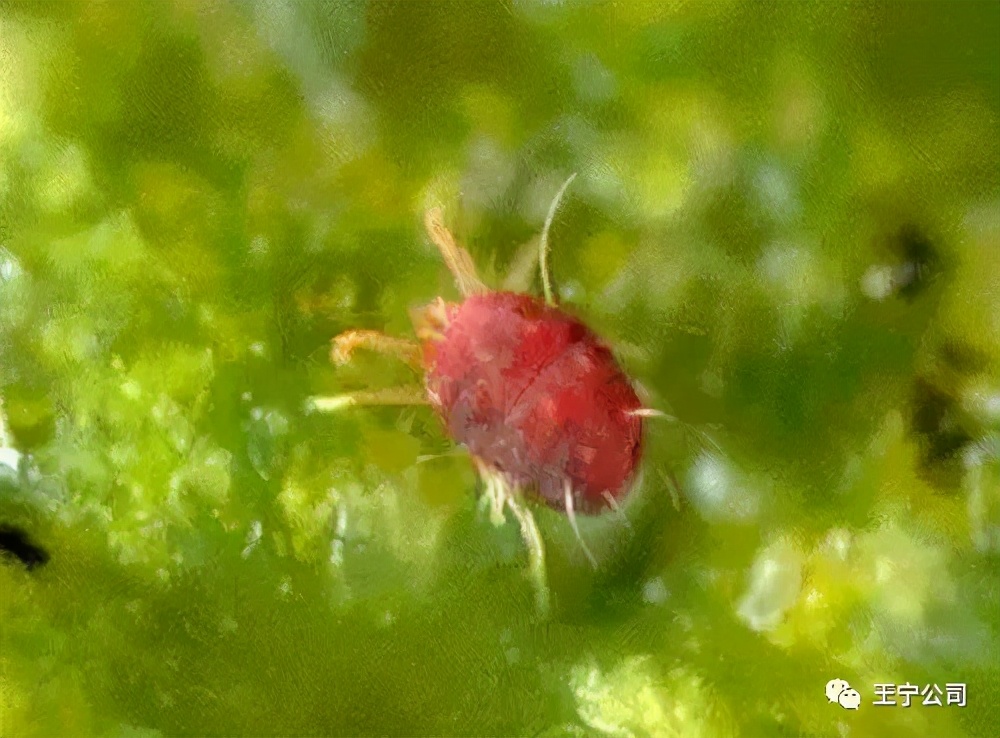 夏播玉米虫害图片大全,玉米虫害图谱高清大图