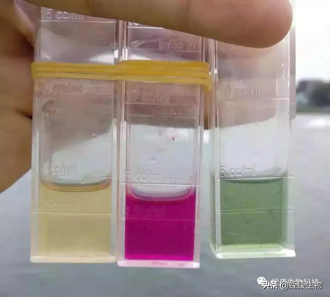 水蛭小苗下水不开口抱团是为什么,水蛭生长须要什么样的条件