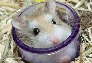 小小的仓鼠有哪些种类,什么种类的小仓鼠最乖呢