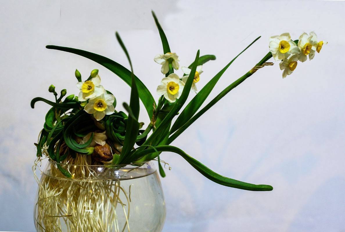 水仙花种球小能开花吗,水仙花种球如何种植开花快