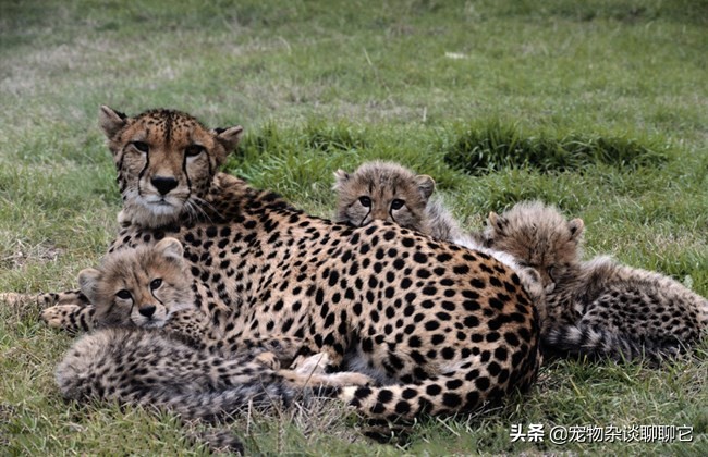 超级掠食者完整视频,最顶尖的捕食者