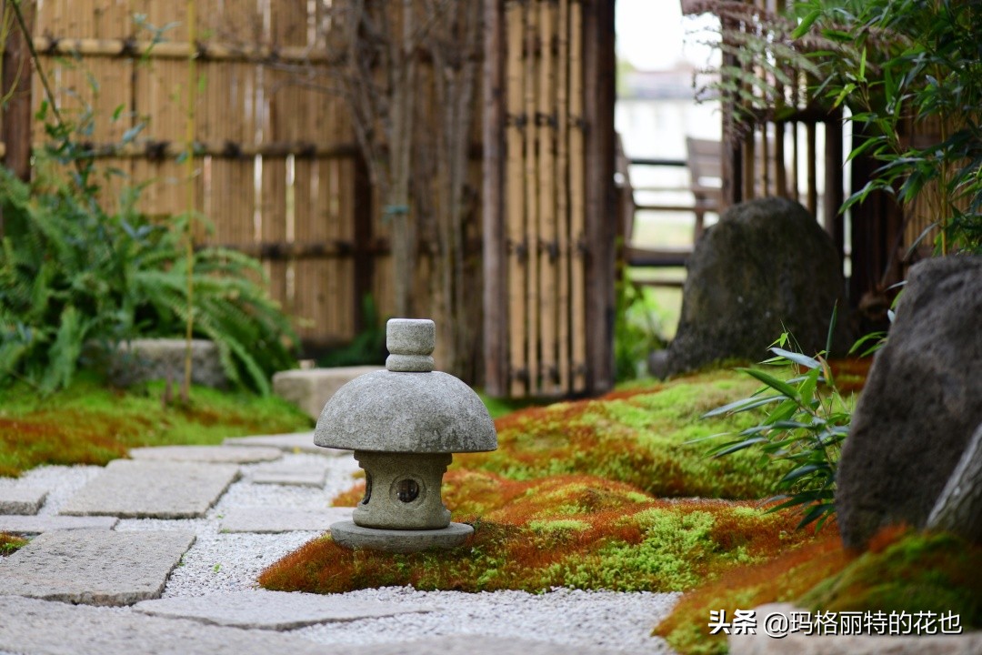 种植苔藓养护方法,苔藓怎么养护才能长得好