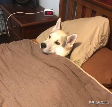 鸭类鸭类,鸭类品种大全