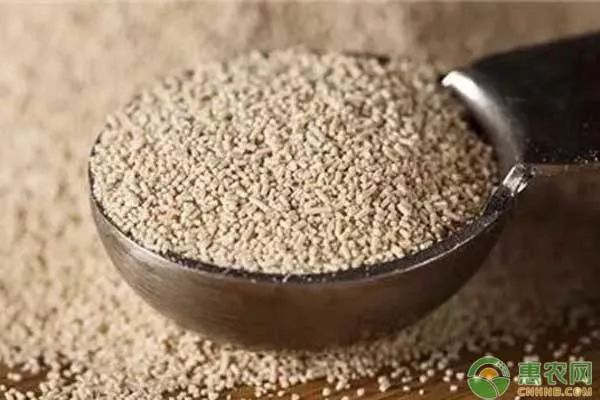 鸡群消化不良,鸡群肠道