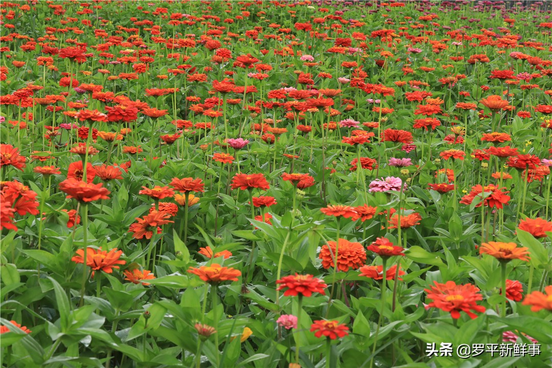 罗平油菜花田宣传片,今日罗平油菜花田