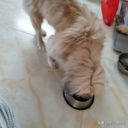 靓贝狗粮大粒,20公斤靓贝狗粮价格