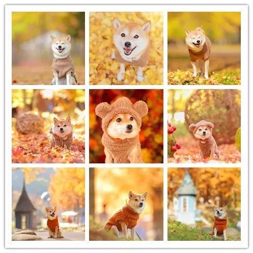 比人还会拍照的狗，简直萌炸朋友圈了