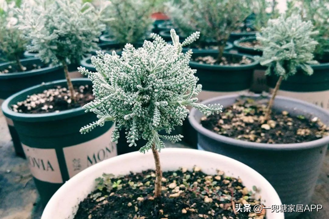 春天花会开|这20家植物淘宝店，植物杀手看了也想买！