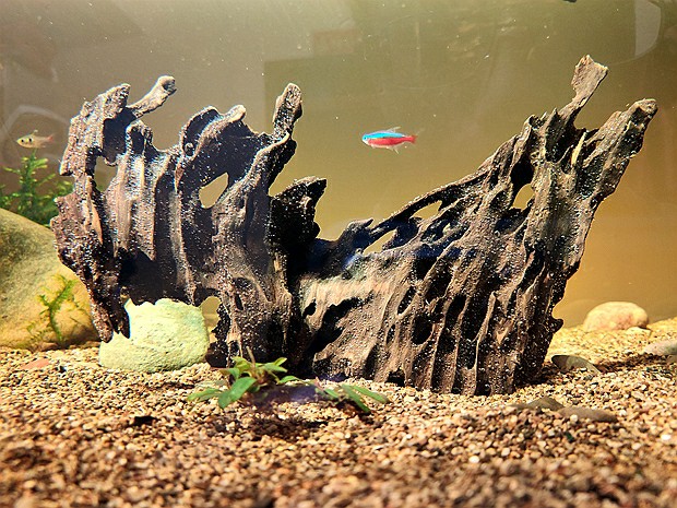 鱼缸的水变绿对鱼有影响吗,鱼缸的水为什么变黄