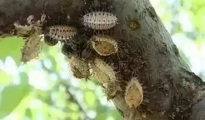 果树蚧壳虫防治技巧,果树顽固蚧壳虫