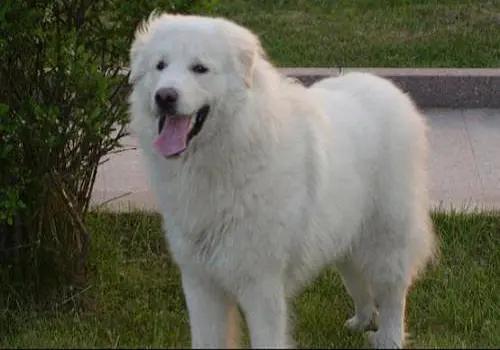 养宠进阶指南狗掉毛,老年狗口炎怎么治