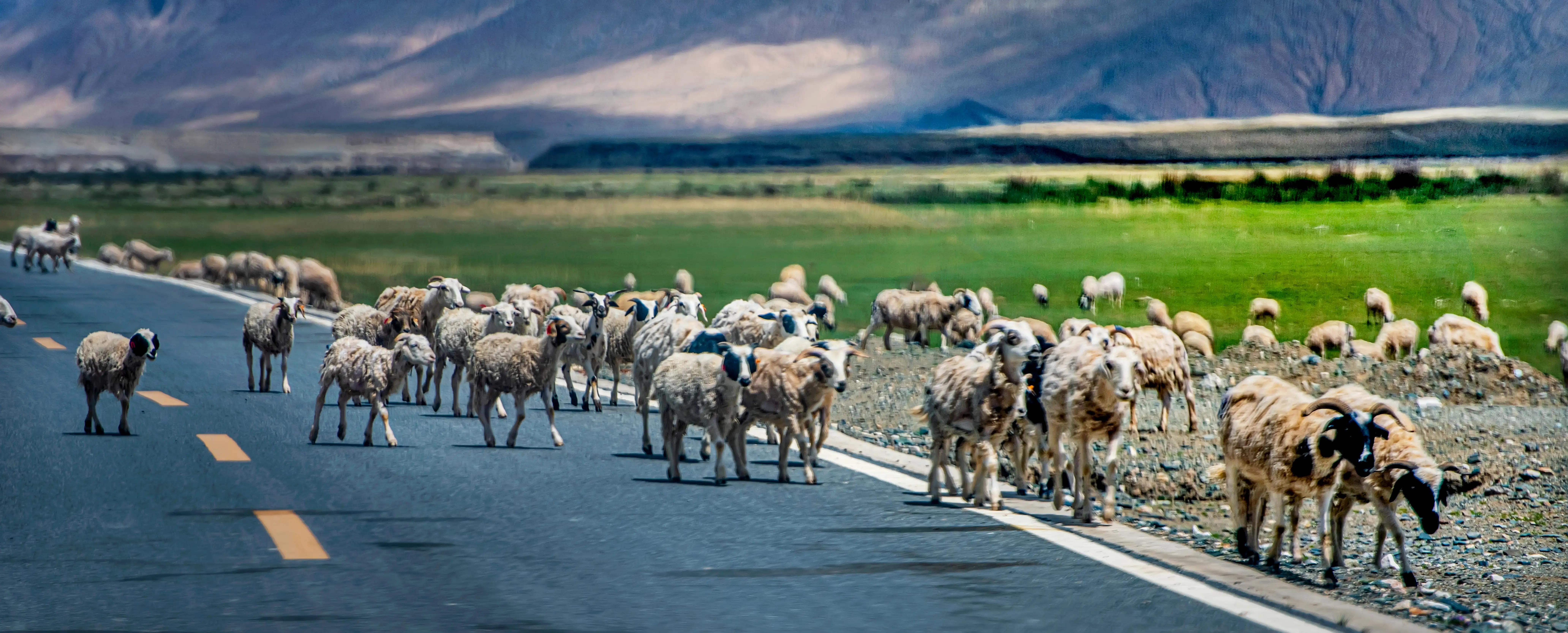 川西甘南十五日环线自驾游,甘南川西环游系列之四