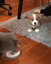 狗狗着凉拉稀吃蒙脱石散管用吗,狗狗着凉拉肚子吃什么药好见效快