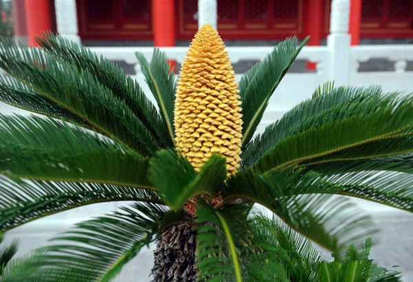 铁树开花的美好传说,千年铁树开花的传说