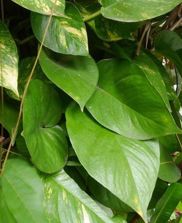 绿萝黄叶怎么回事应该怎样栽种,为什么每次给绿萝浇水绿萝会黄叶