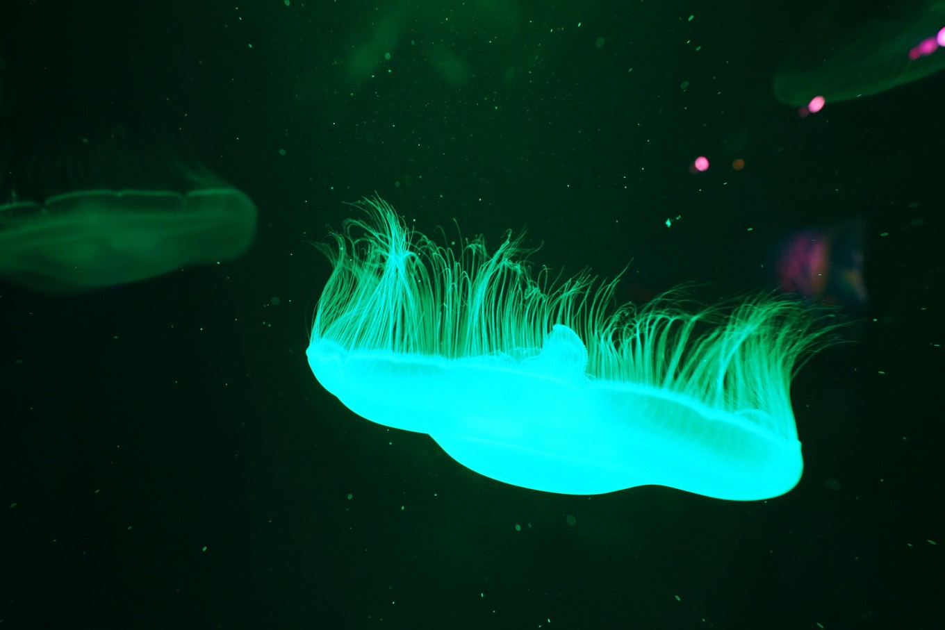 马来西亚西马旅游最佳线路图,马来西亚旅游怎么玩