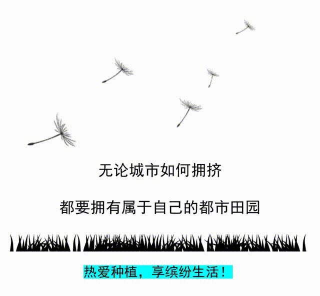 一分钟学会盆栽生姜,夏季怎样盆栽发芽的姜