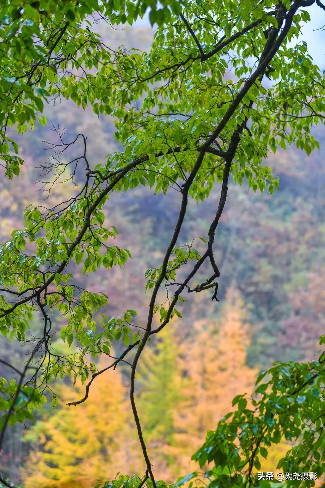 留坝秦岭之夜,留坝秦岭森林公园