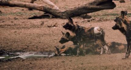 顶级猎手捕猎时刻,顶级猎手拼杀早期视频