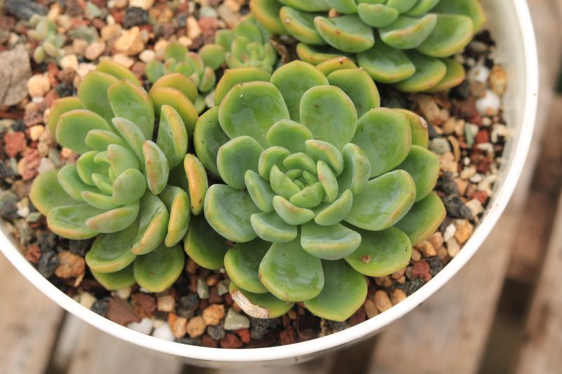 芬达多肉单头,芬达多肉植物