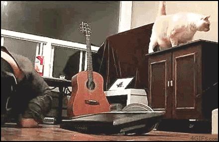 新手养猫要注意什么,新手养猫的注意事项