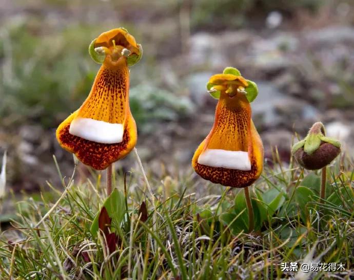 布袋兰花品种图片大全,我国特有的单种属珍稀濒危兰花