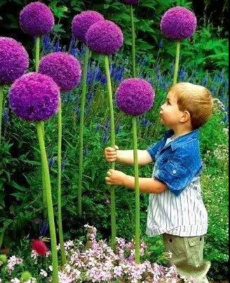 奇花异草图片,奇花异草的赞美句子